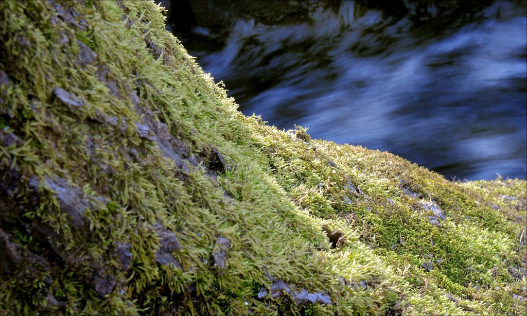 Stephen Sate Park