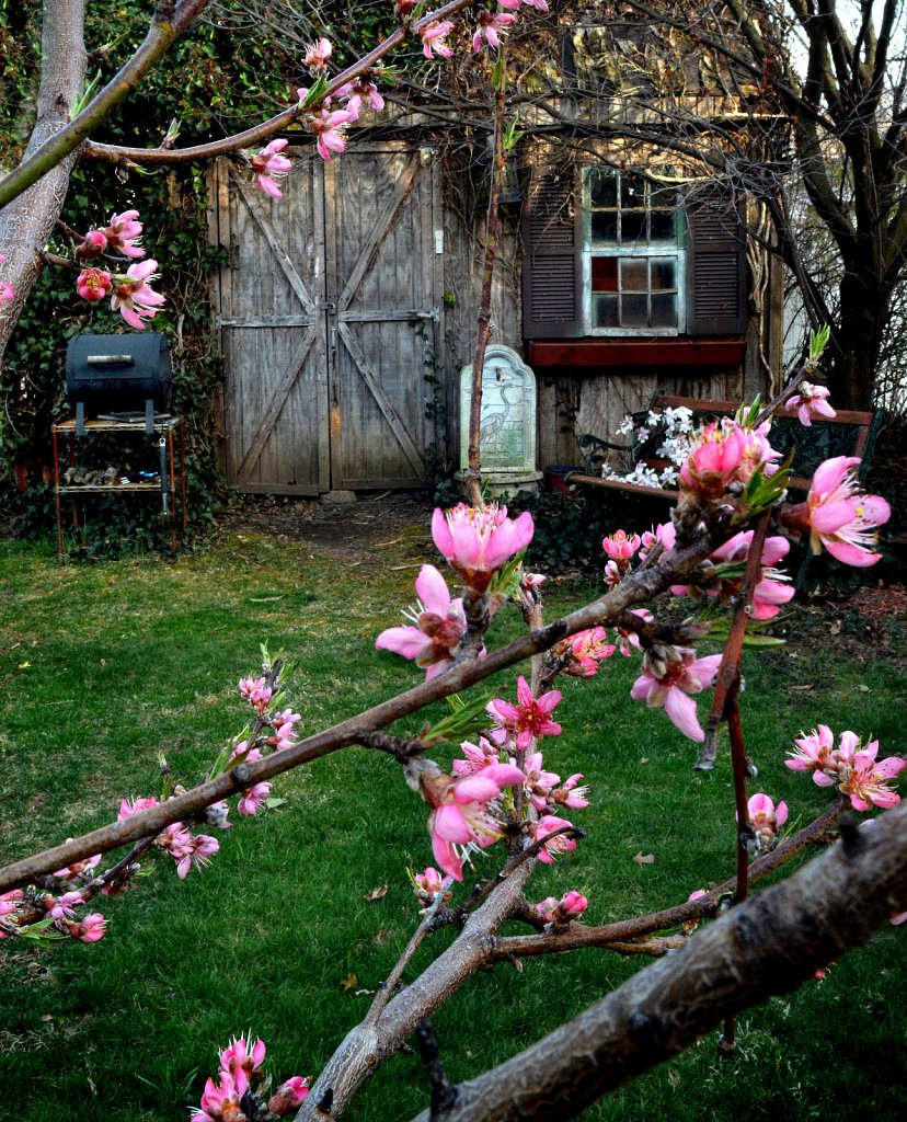 Peach Blossoms