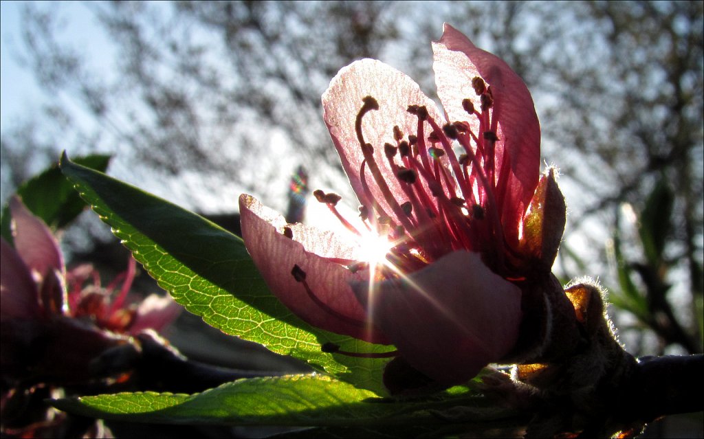 Peach Blossom