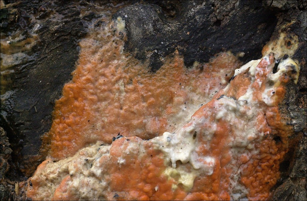 "Slime Flux"