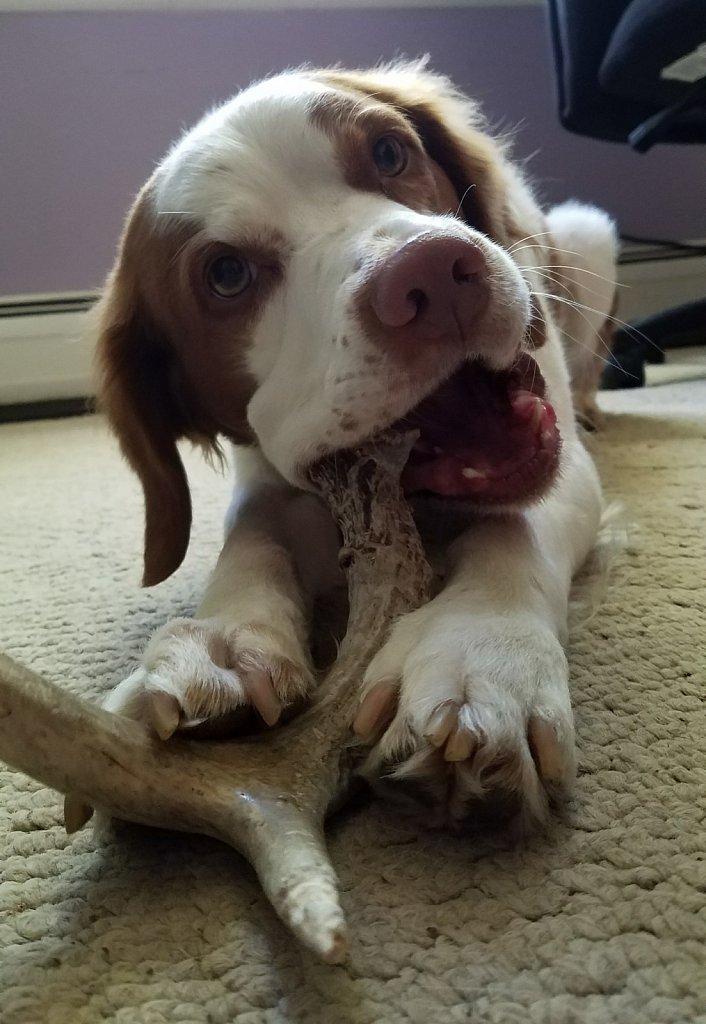 Copper and His Antler 