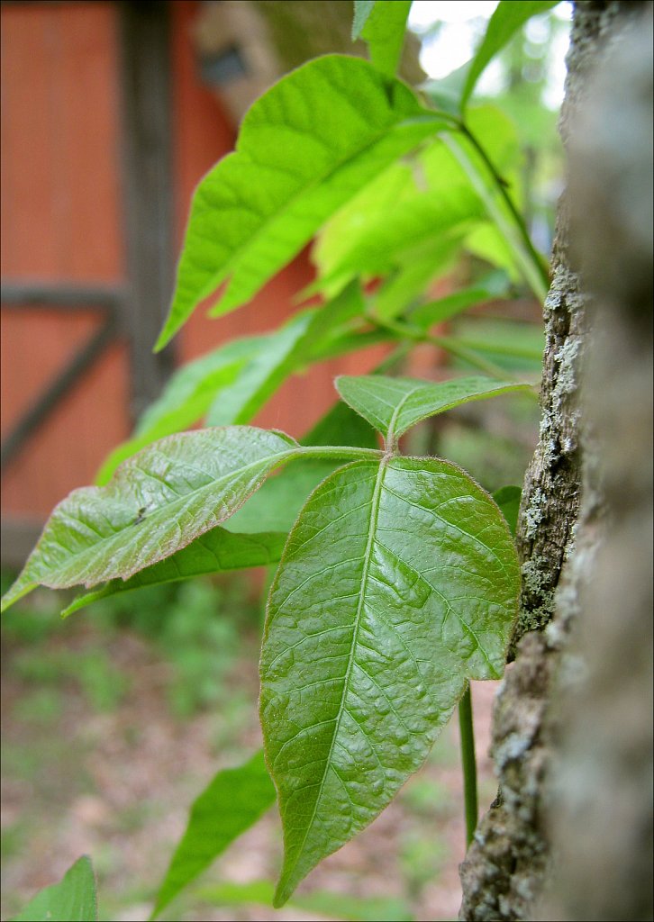 Poison Ivy