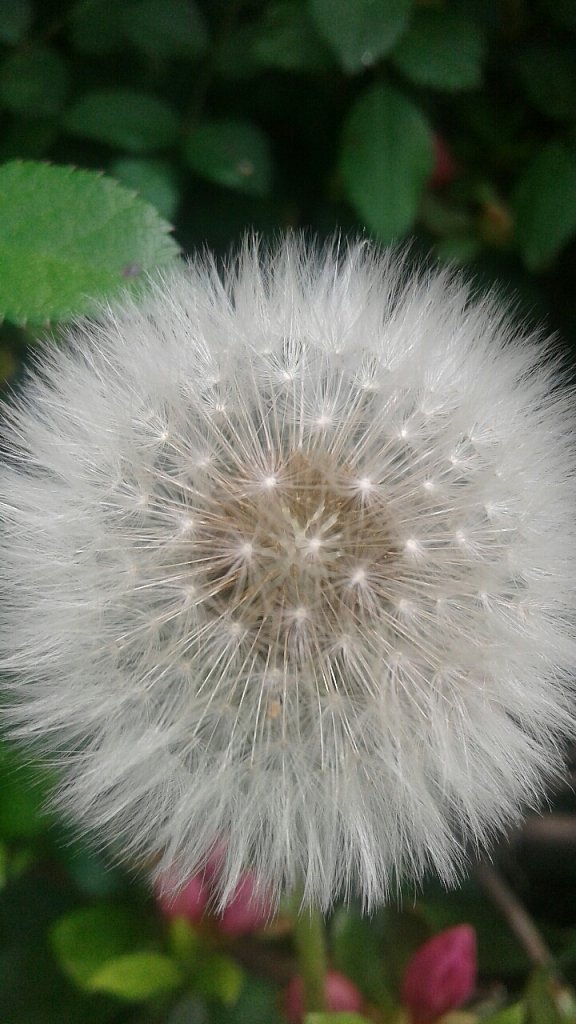 Seeds ready to burst 