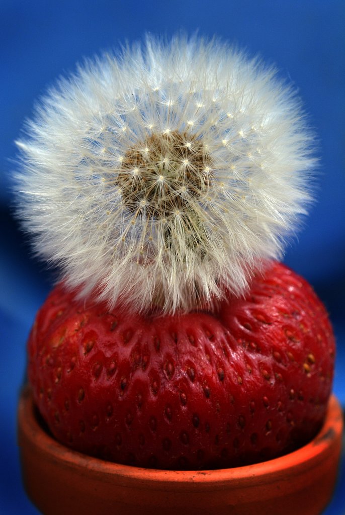 Strawberry Fireworks