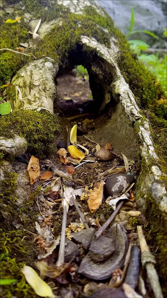Looking Through The Trunk