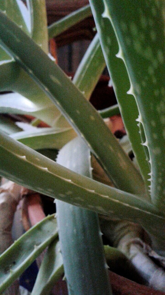 Aloe Vera