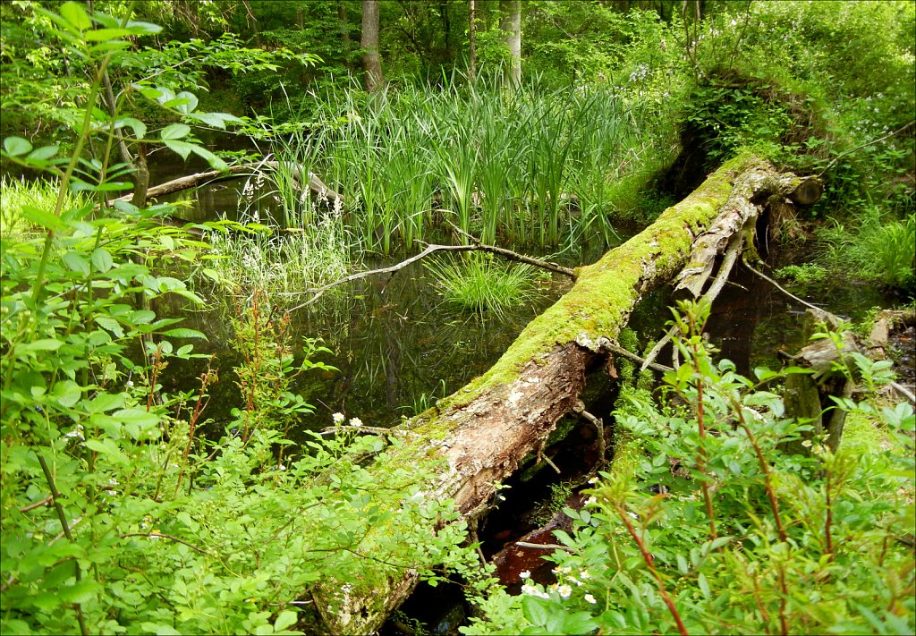 Along the Columbia Trail