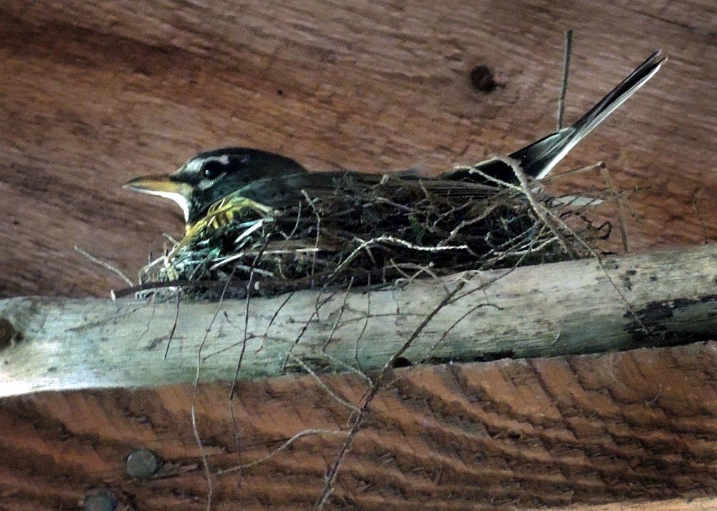 Robin-sitting-on-eggs-copy.jpg