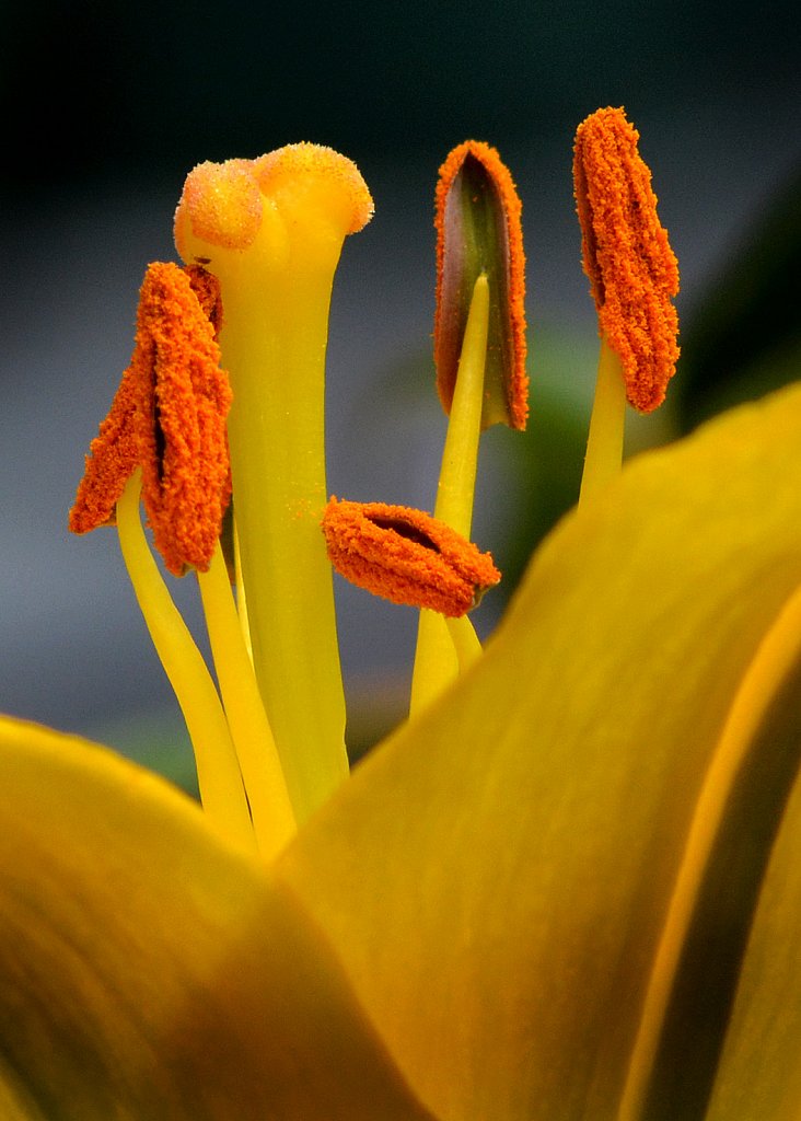 New-Flower-7157-copy.jpg