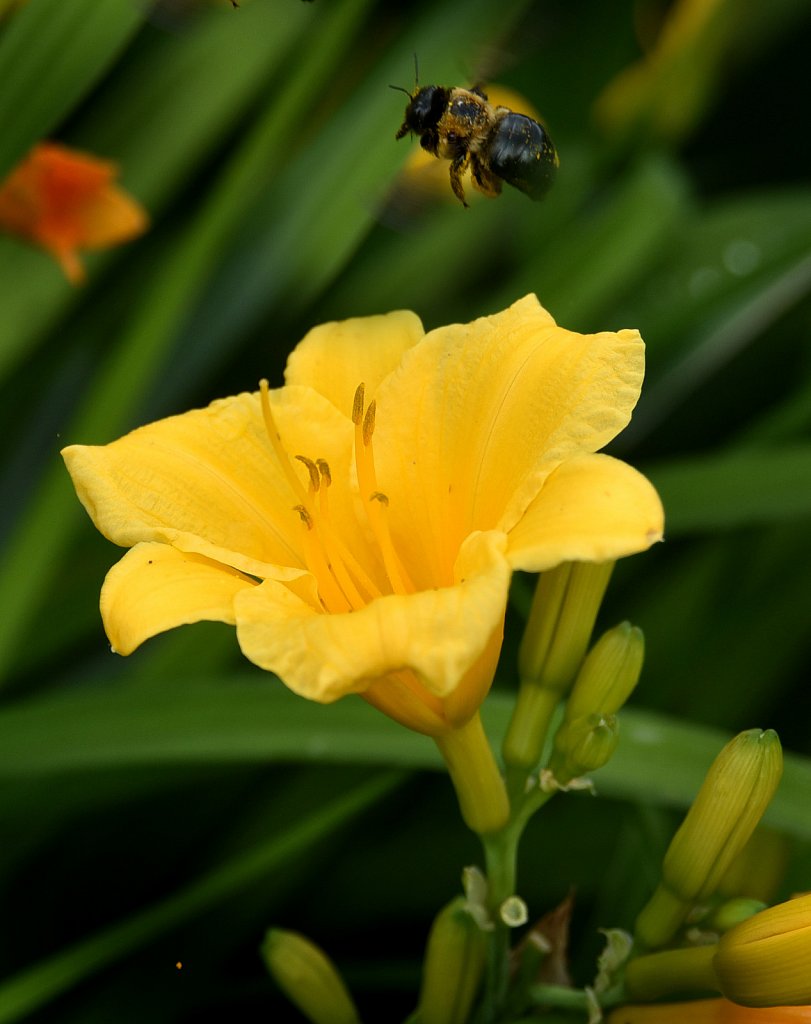 Bee Landing