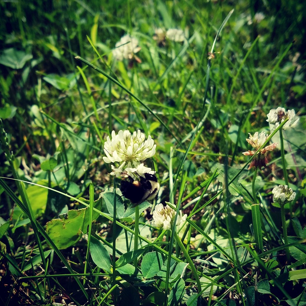 Mr. Bee 