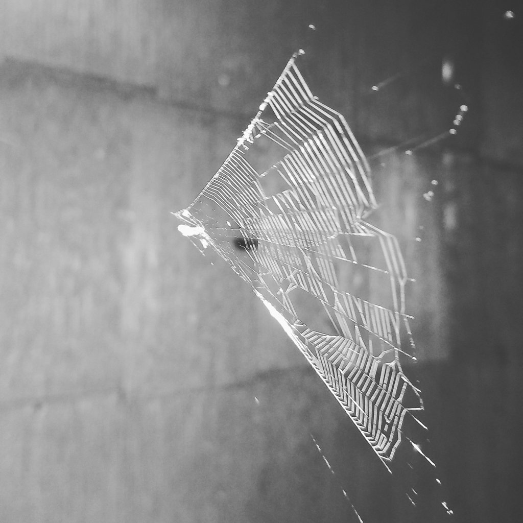 Monochrome Web 