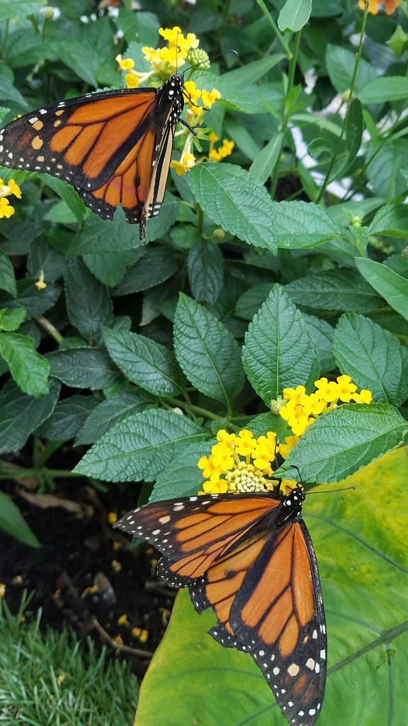 Two Monarchs on Their Thrones