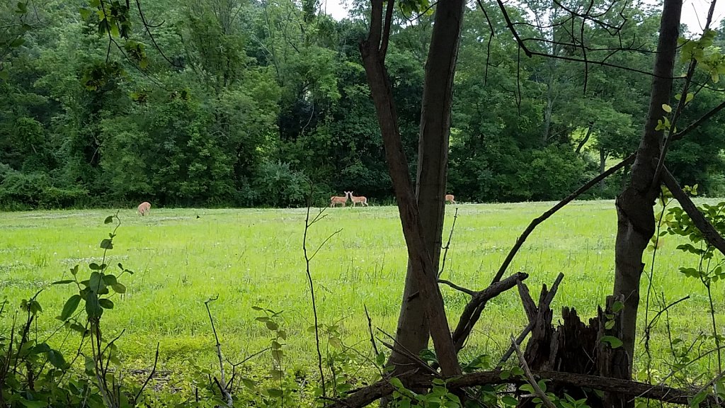 Deer Field