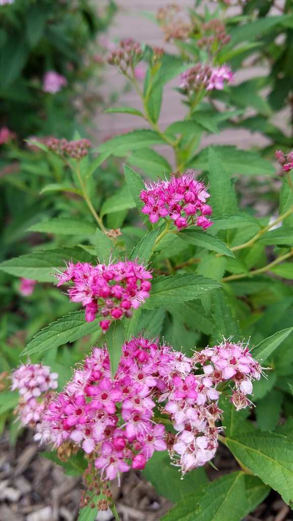 Bundles of Pink