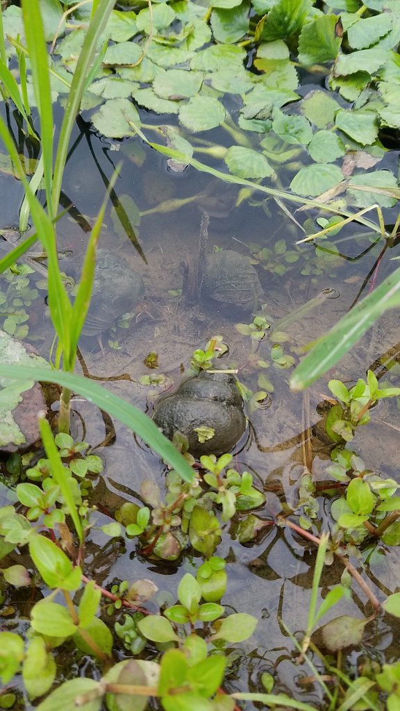 Water Snails 