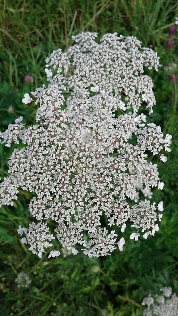 Queens Ann  Lace