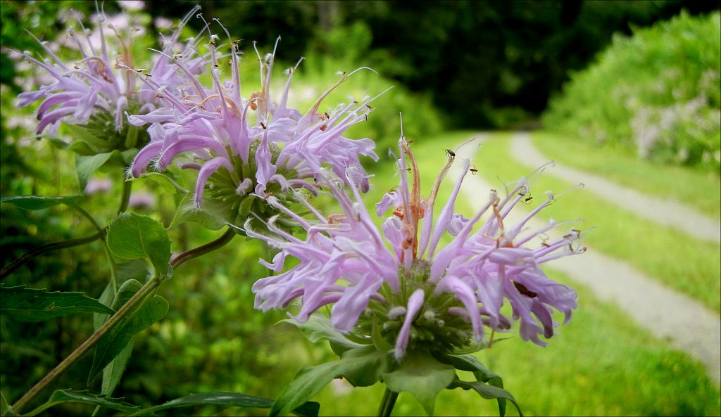 Along the Columbia Trail