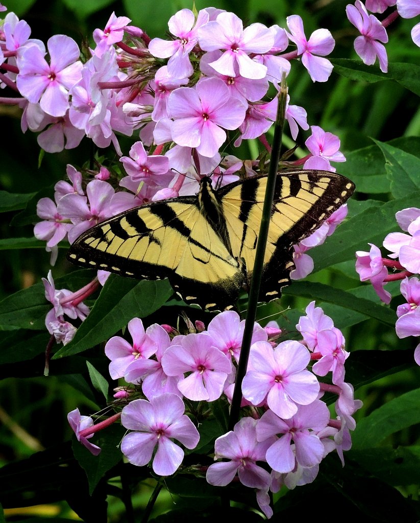 Madam-Butterfly