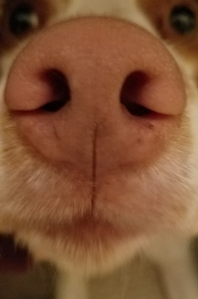 Copper Snout