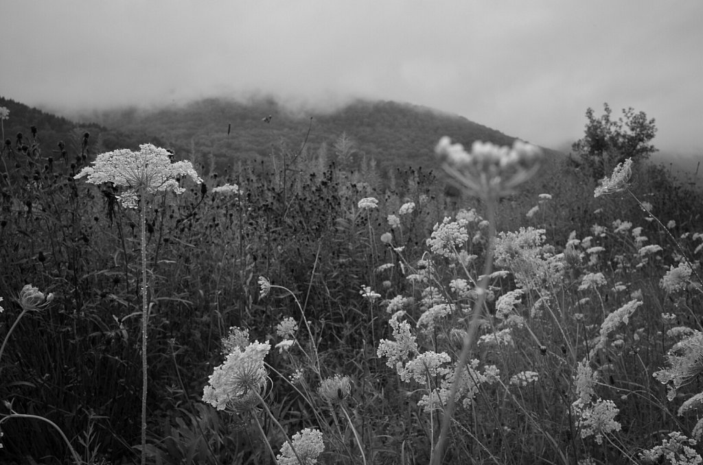 DSC2541.JPG
