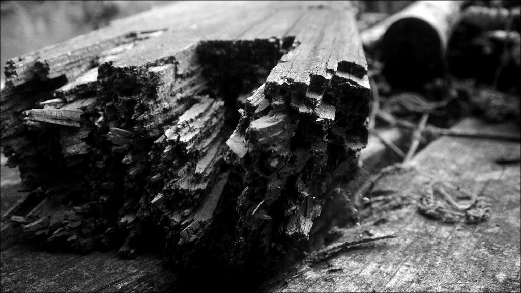 Wood Rot