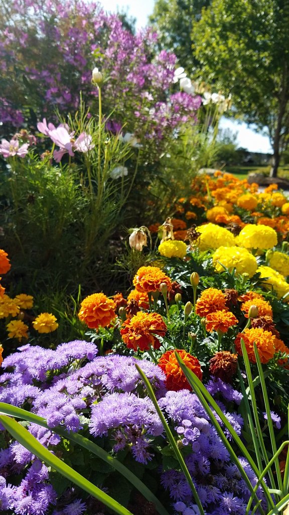 Flower Rainbow 