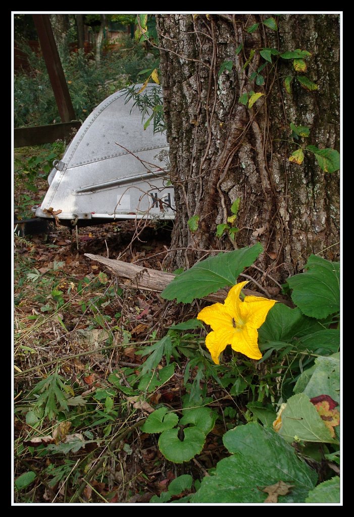 Late Season Pumpkin Patch