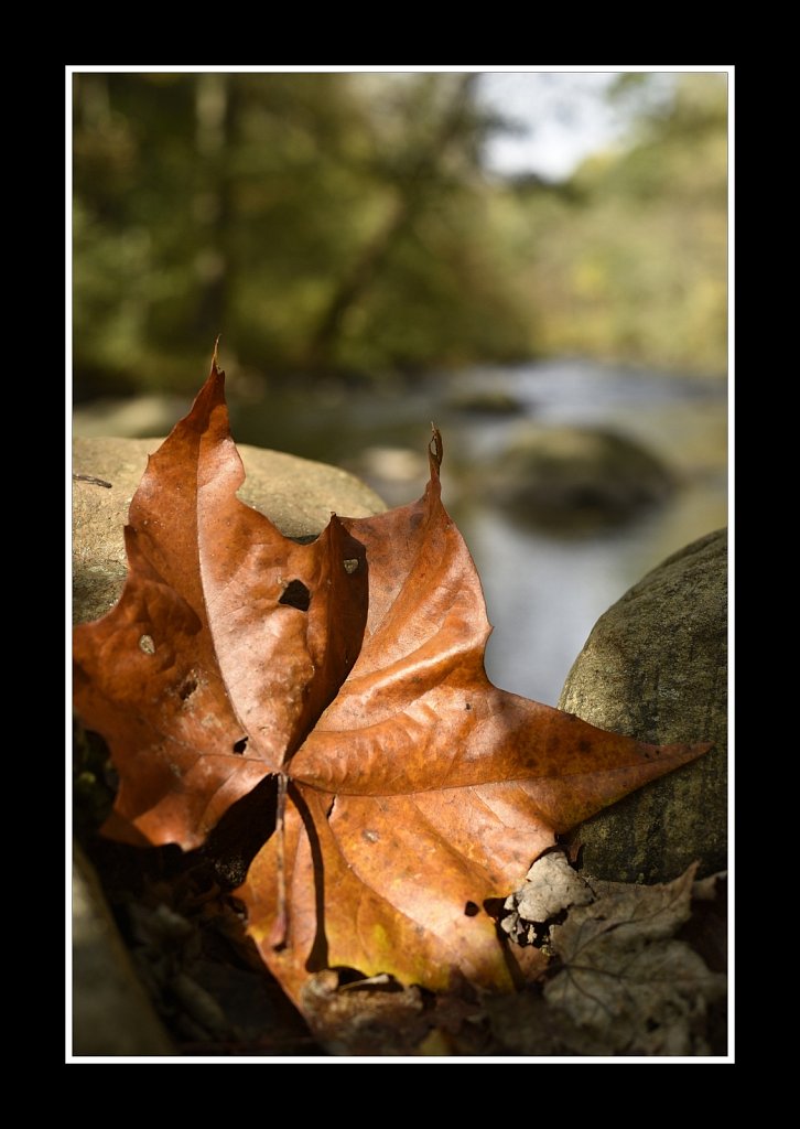 Falling Leaf (50mm)