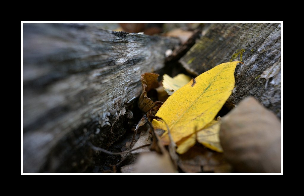 Leaf And Log