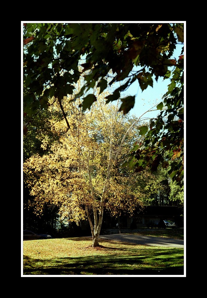 Fall Tree