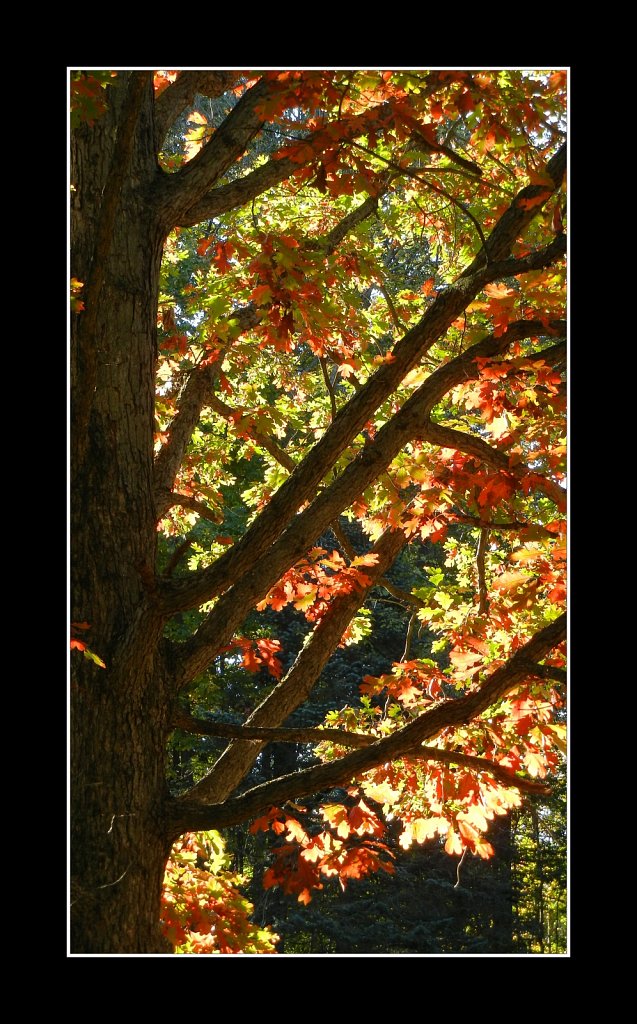 Oak On Fire