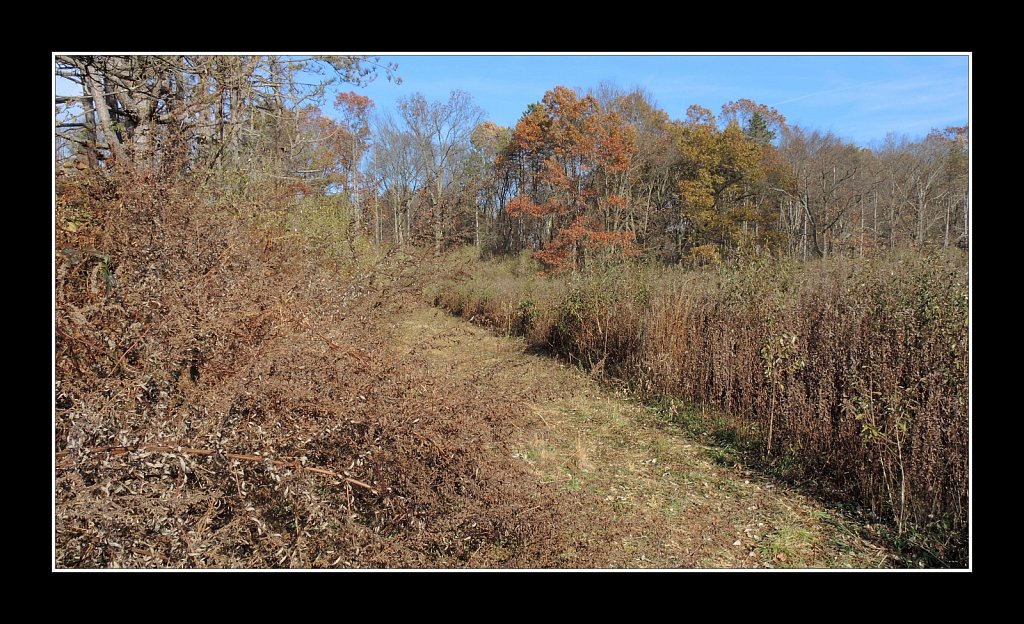 Looking for Pheasant