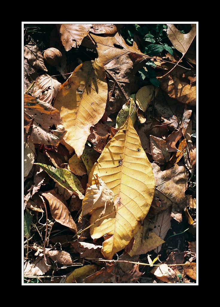 2017194F-3-Mamiya-1000-DTL-55mm1-4-Fuji-400-20171031.jpg