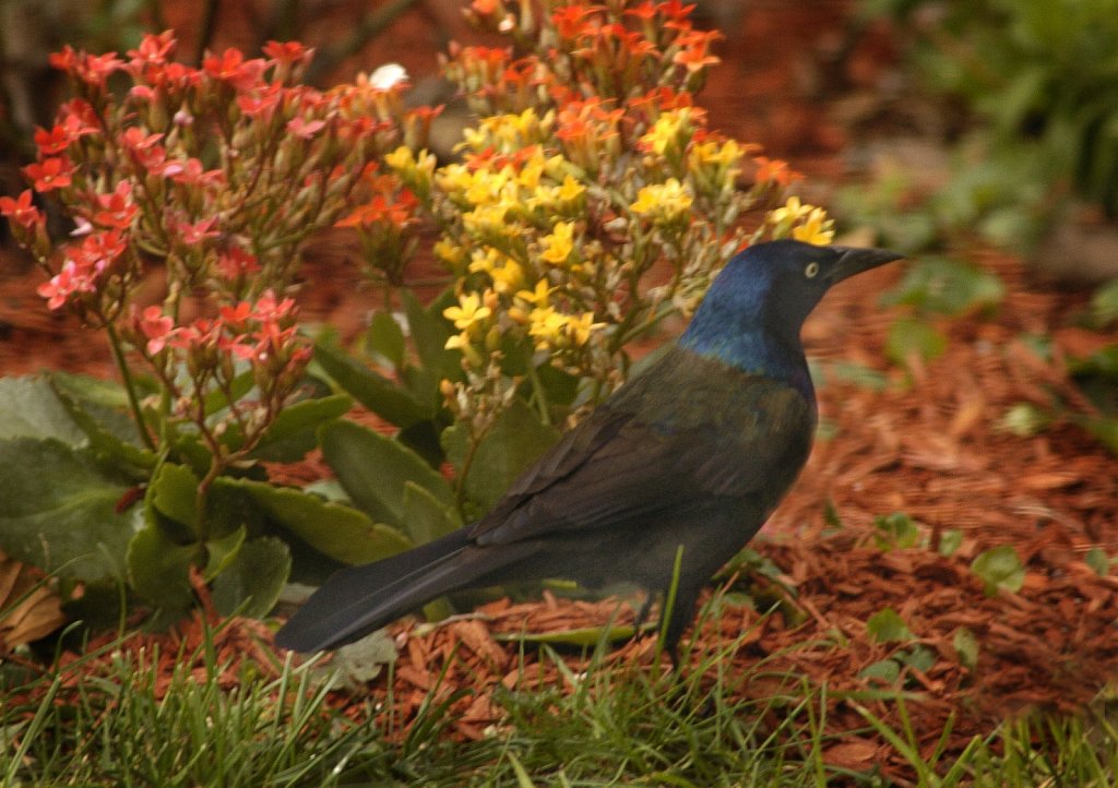 Grackle-flowers-DSC1760-copy.jpg