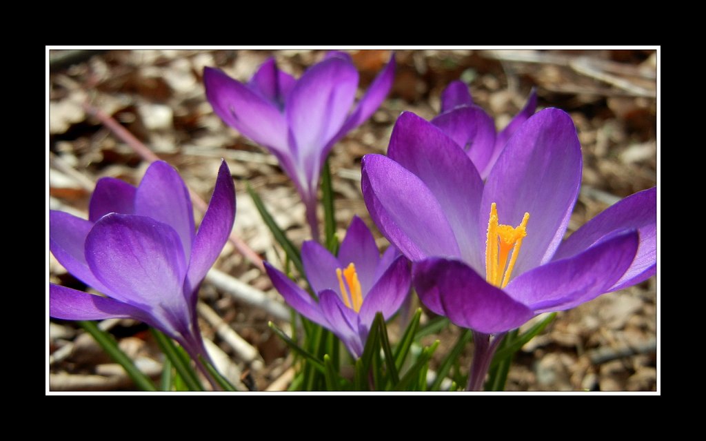 Crocus