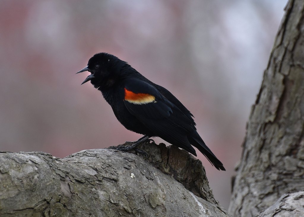 Red Wing Blackbird