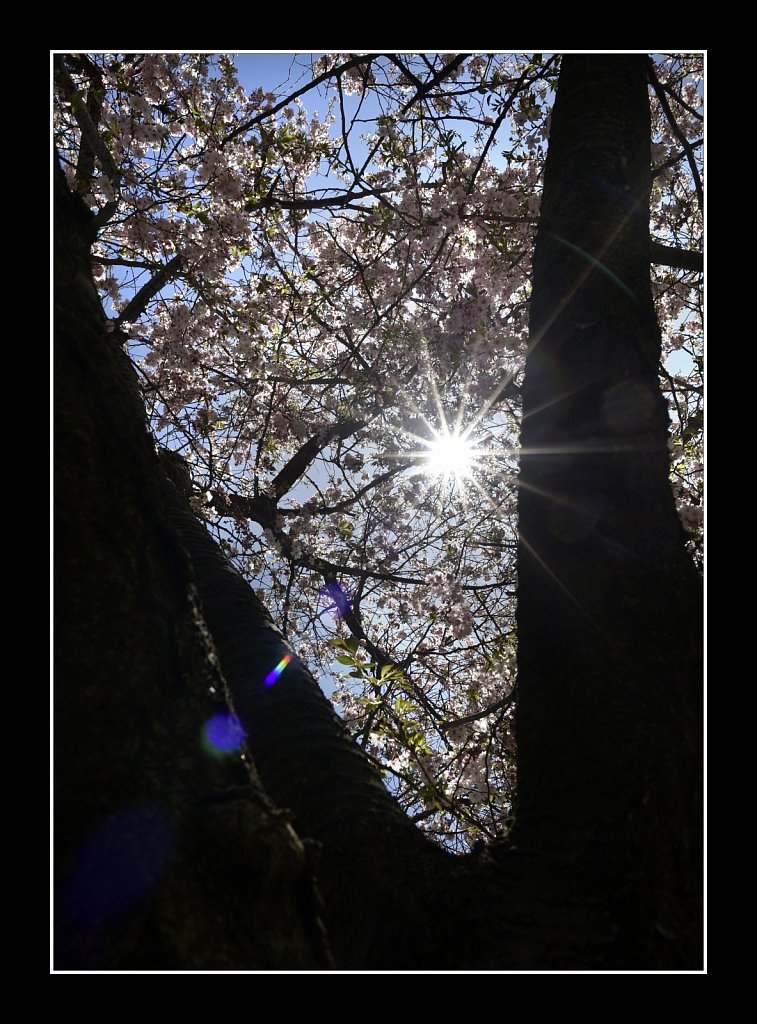 Blossoms at Saint Paul Church