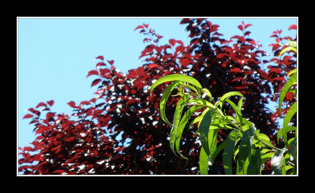 Peach Leaves