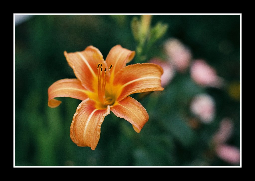 Tiger Lily