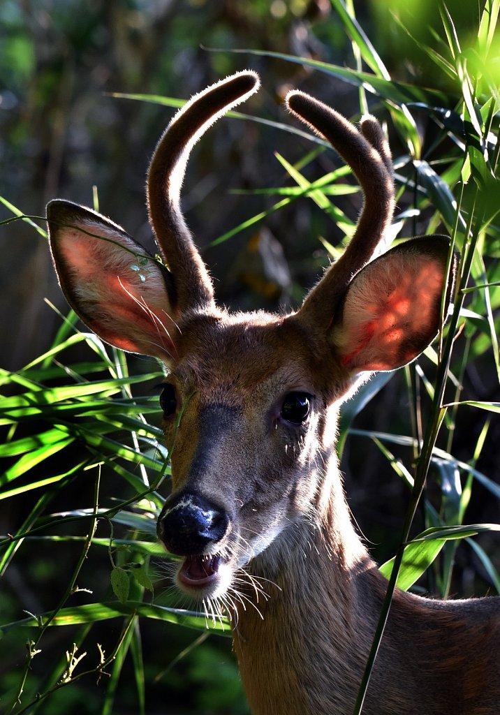 Young Buck