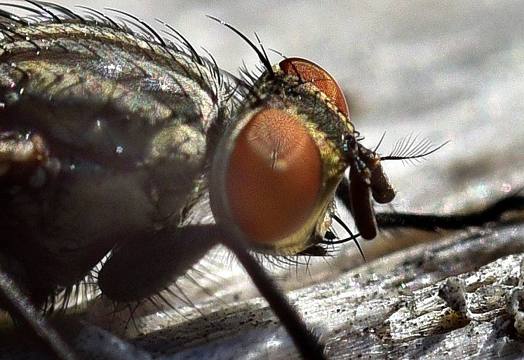 NY-Horse-Fly-8857.JPG