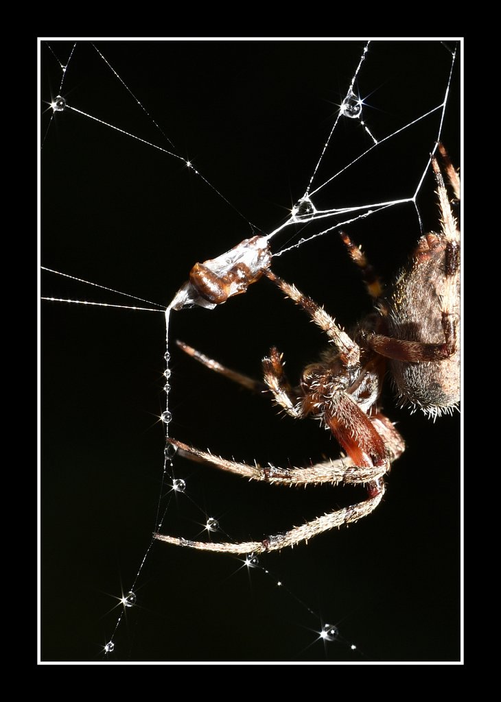 Spider with Prey