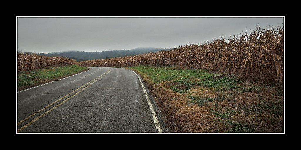 Jersey Corn