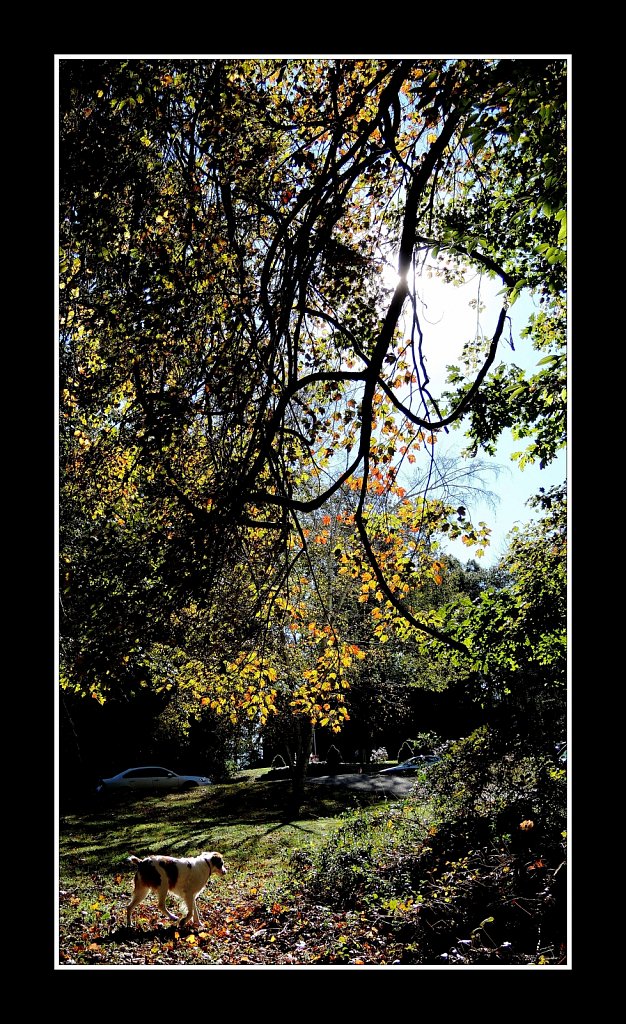 Colors of Fall