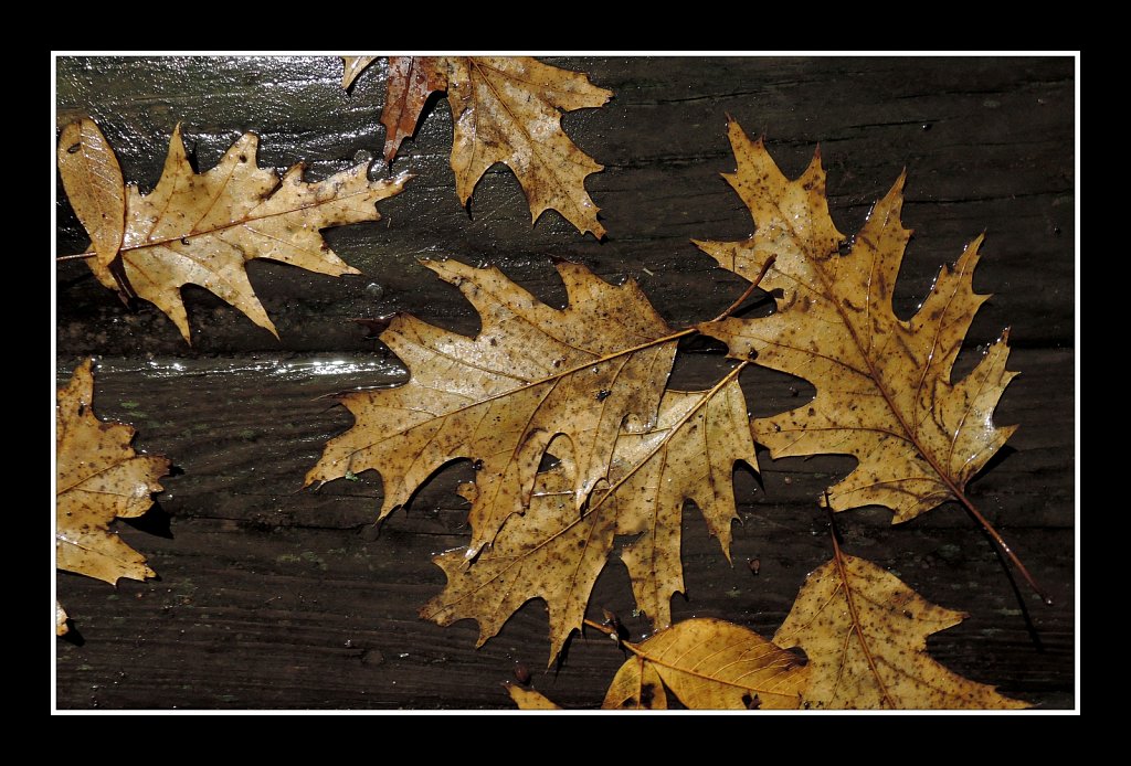 Wet Leaves