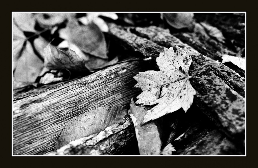 2018260F-Roll1-982-02-2.jpg