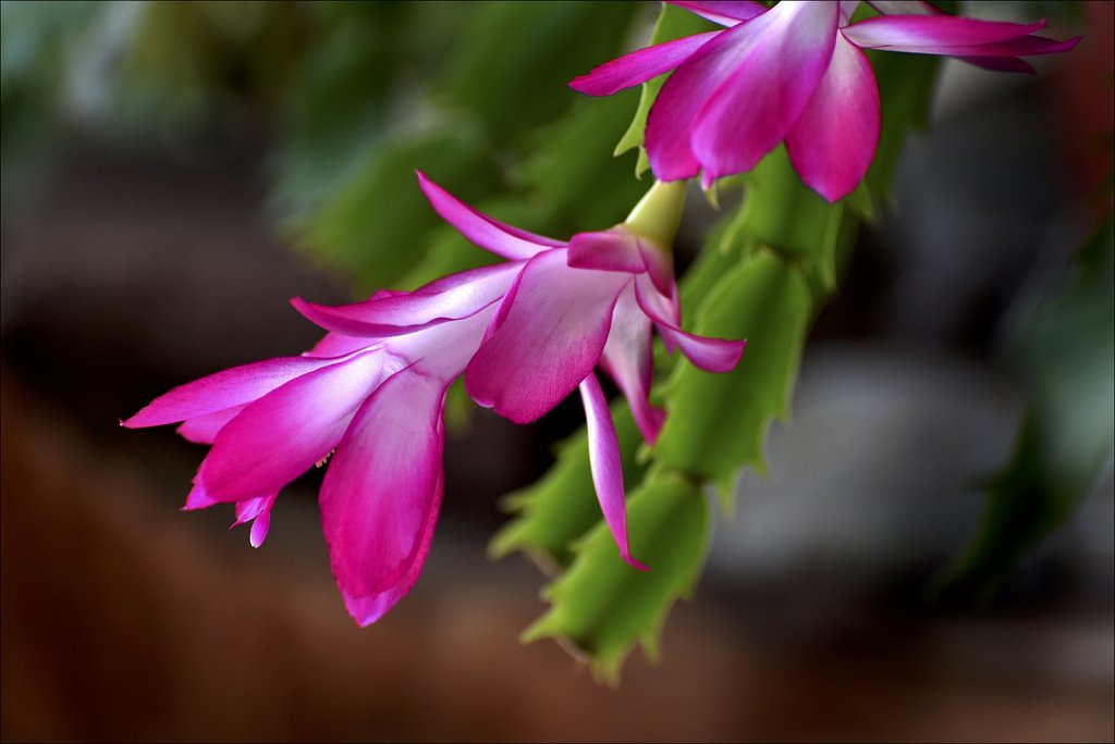 Christmas Cactus