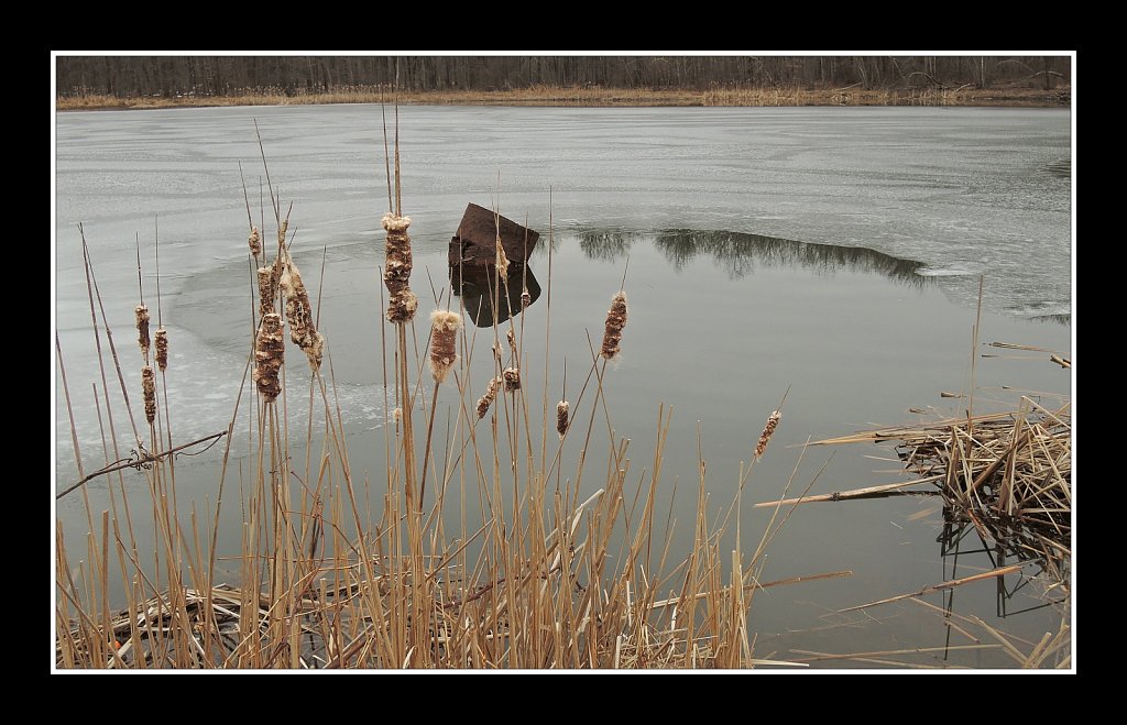 Cattails At The Overflow