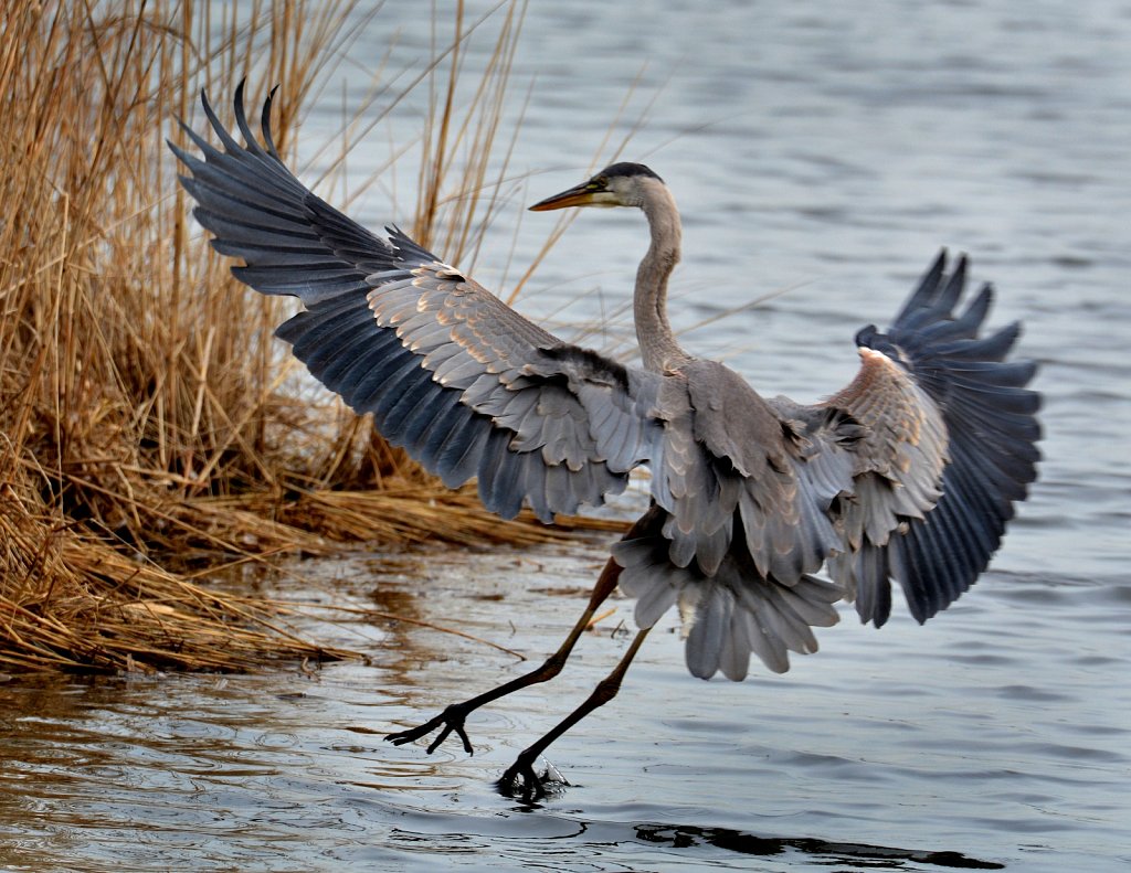 Great Blue Heron